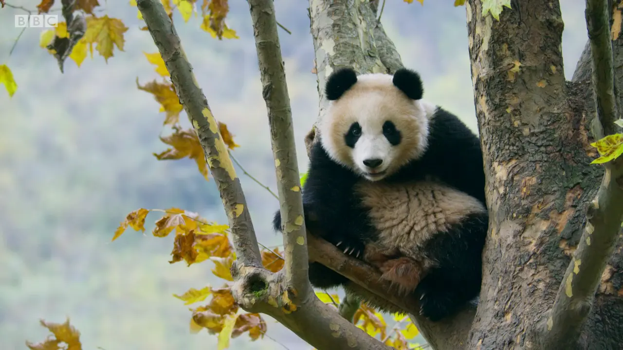Giant panda (Ailuropoda melanoleuca melanoleuca) as shown in The Mating Game - Against All Odds